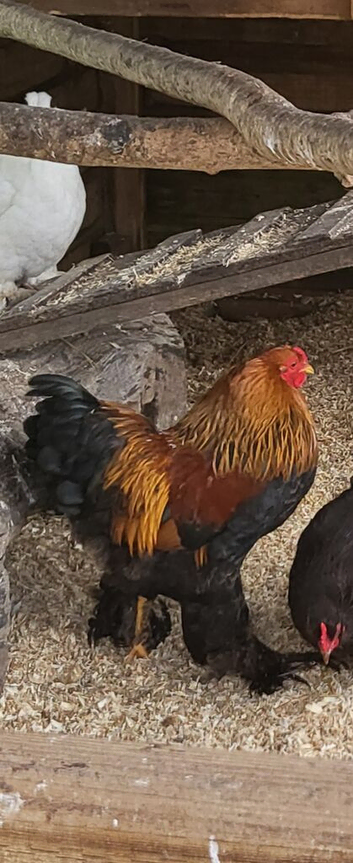 Brahma bantam cockeral