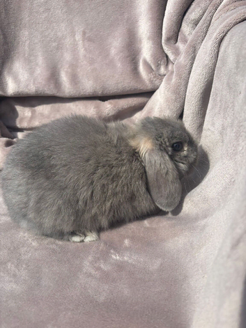Gorgeous Blue Opal  minilop boy