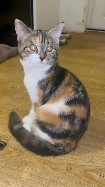 Female cat