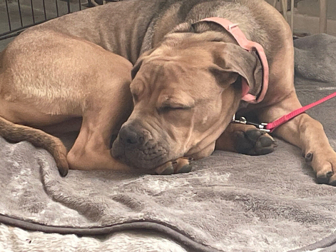 Cane Corso puppy female still available