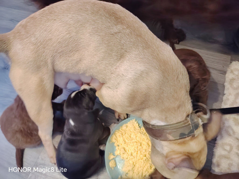 6 Frenchie x Sprocker pups
