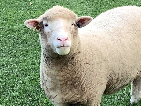 Poll Dorset ewes