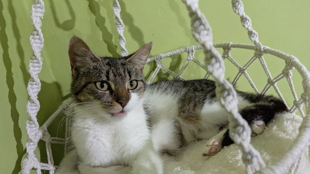 Cute Kittens Looking Homes