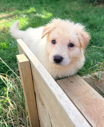 White Pedigree German Shepherd Puppies