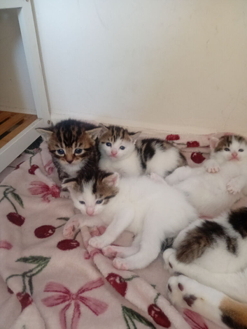 Kittens