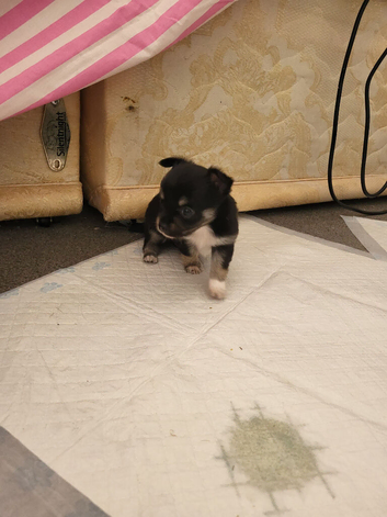 3 beautiful puppies