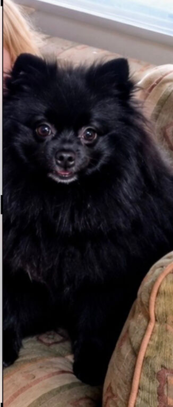 Black Pomeranian girl for sale lovely little dog