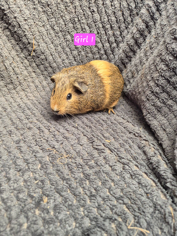 Guinea Pigs looking for new homes