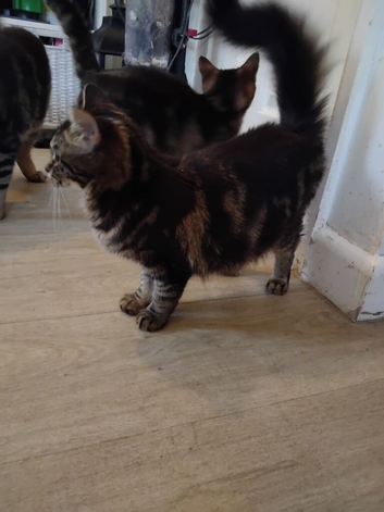 6 month old kittens two boys 1 girl
