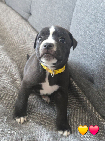 Staffy+cane corso