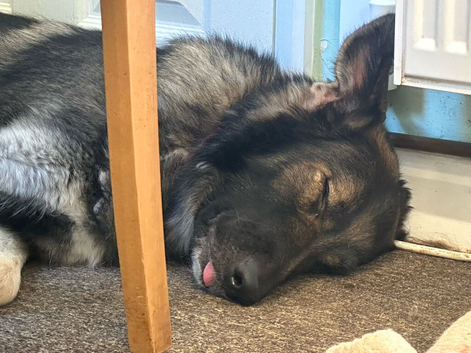 Beautiful KC German shepherd