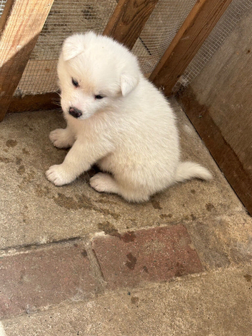 Japanese Akita Inu Puppies