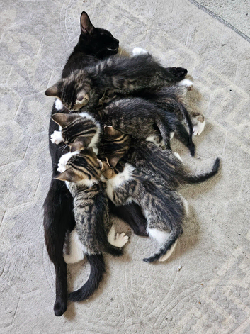 Kittens for sale