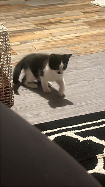 Kittens for sale