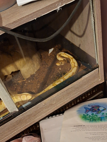 Male bannana royal python
