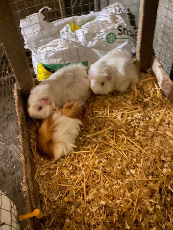 BABY AND YOUNG ADULT FEMALE GUINEA PIGS