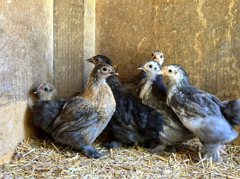 6 bantam girls