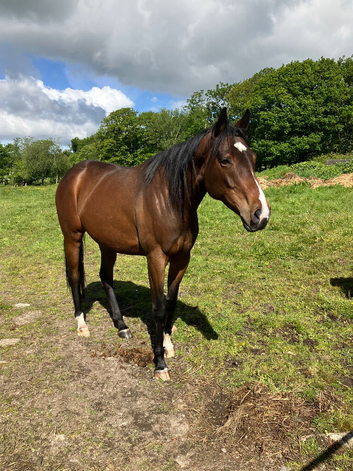 16.1 Thoroughbred Mare