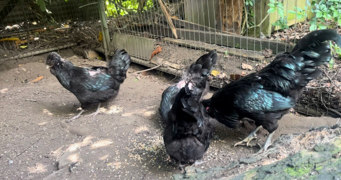 Black aruacanas for sale
