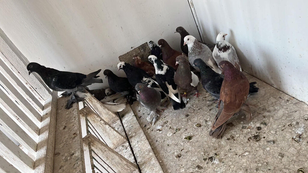 Tumbler pigeons