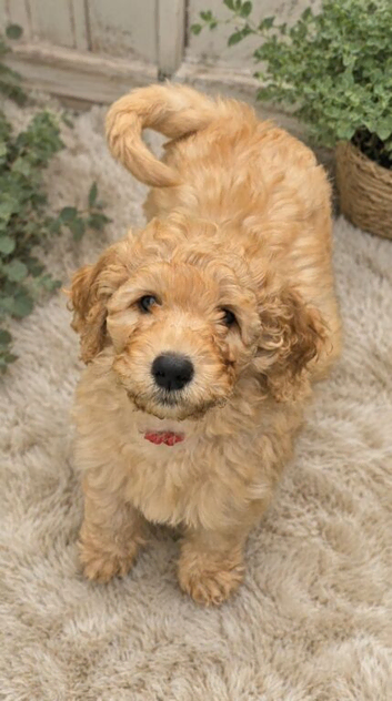Mr Red is ready now &mdash; but only for the right forever family ️ F4 Labradoodle Boy
