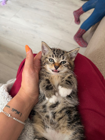 Kittens