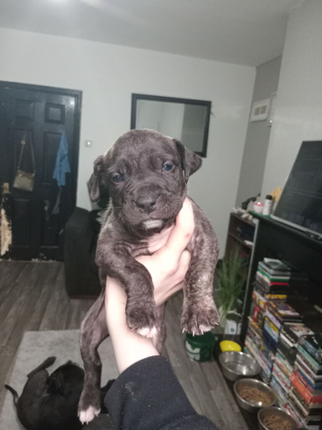 BANDOG PUPPIES