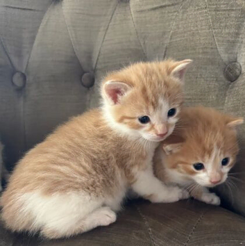STUNNING MAINE COON KITTENS CROSS SEEKING THEIR LOVING HOMES