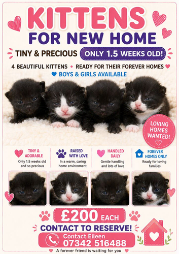 poppys kittens