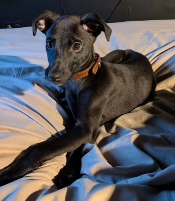 Boy available