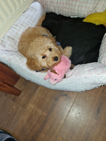 red gorgeous toy poodle boy