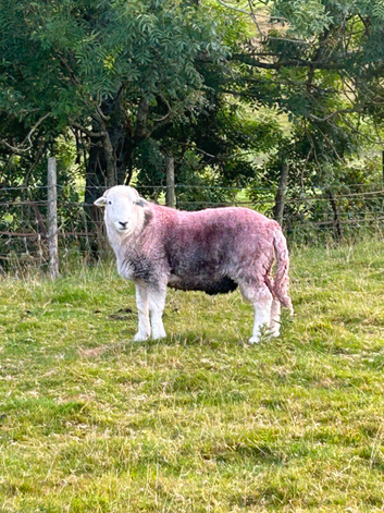 Herdwick tup - registered breeder