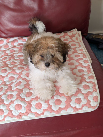 5 month old puppy for sale