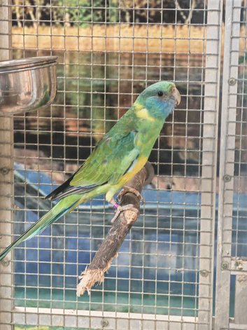 RARE Stunning Conclurry Parrot!