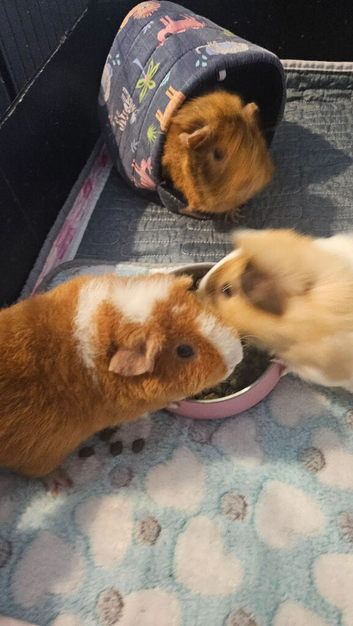 4 female guinea pigs