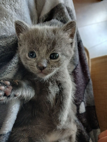 4 kittens available
