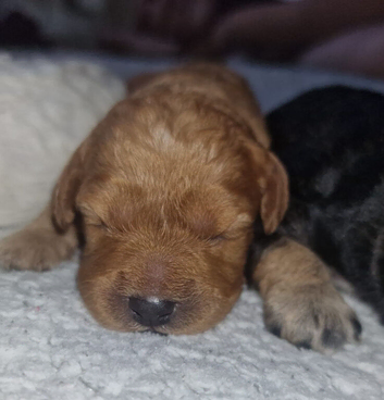 Red cavapoo girl