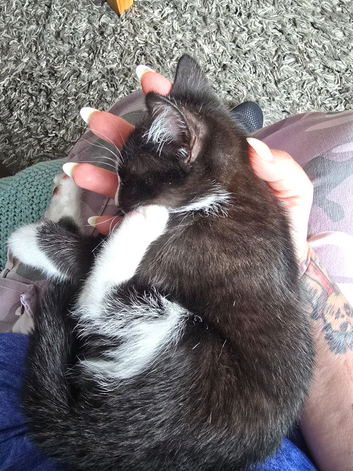 Loving kitten needs good home