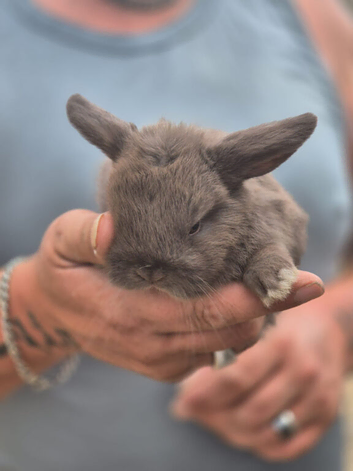 Ready 3rd September 2 lovely mini lops