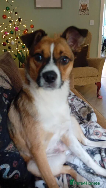 Beautiful little girl needs her forever family
