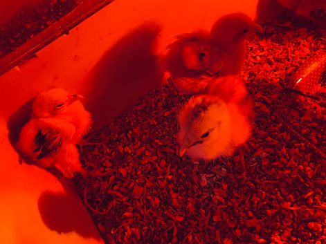 x4 pekin bantam chicks