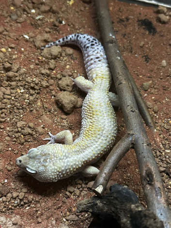 Breeding Pair of Leopard Geckos