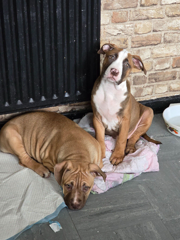 Corso cross ridgeback