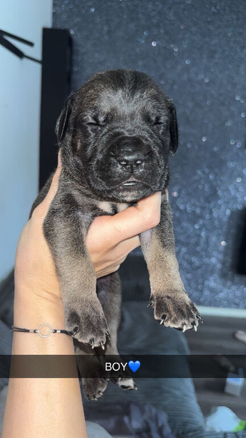 Beautiful Cane Corso X Presa Pups
