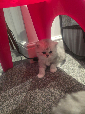 Ragdoll/persian kittens