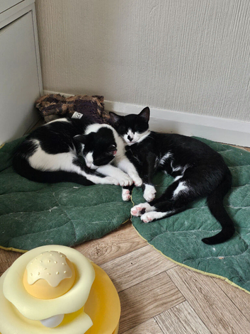 Two sisters for rehoming