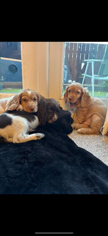 Cocker spaniels