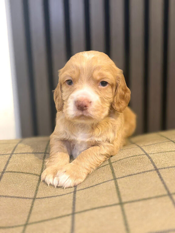 Cocker Spaniel Puppies