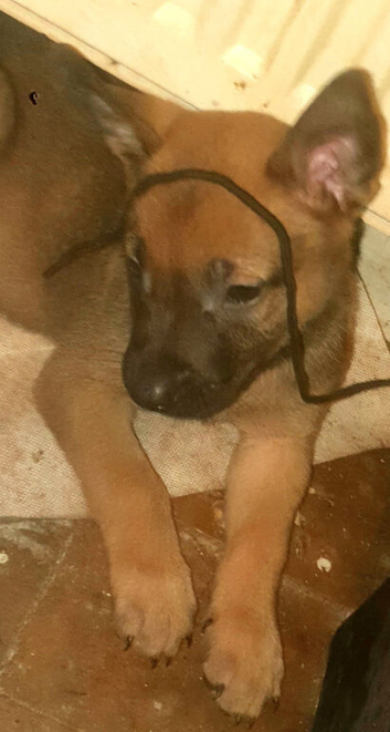 Bullherderx dutch shepards