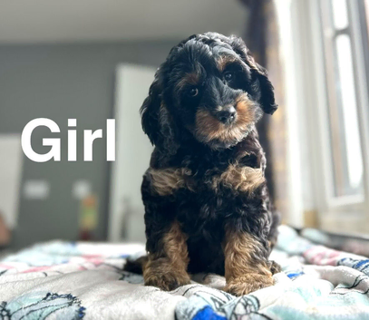 Stunning litter of cockapoo puppies